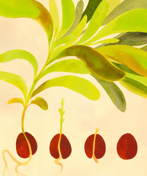 Cover of Avocado Magic