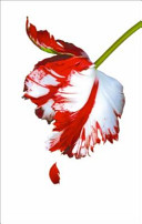 Cover of New Moon