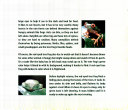 Cover of Red-eyed Tree Frog